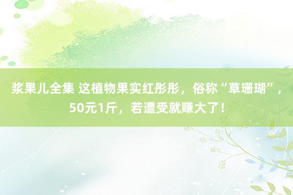 浆果儿全集 这植物果实红彤彤，俗称“草珊瑚”，50元1斤，若遭受就赚大了！